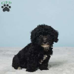 Teddy, Miniature Poodle Puppy